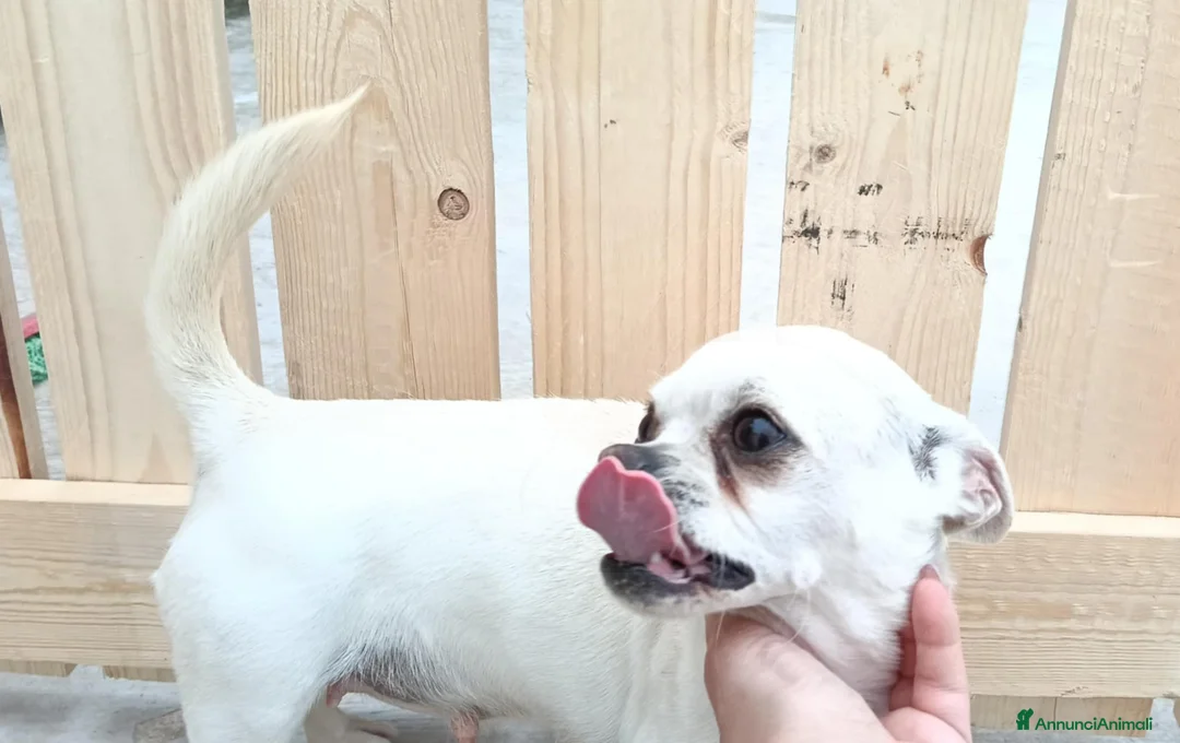 Chihuahua cani in vendita: Cuccioli di chihuahua  - Annuncio 1