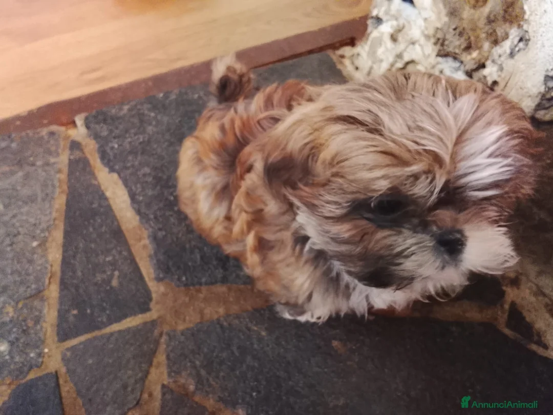 Shih Tzu cani in vendita: Splendidi cuccioli di Shitzu  - Annuncio 16