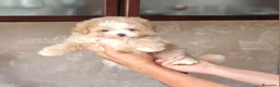 Meticcio cani in vendita: Maltipoo - Annuncio 6