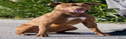 Pitbull cani in regalo: Meraviglioso Red nose - Annuncio 2