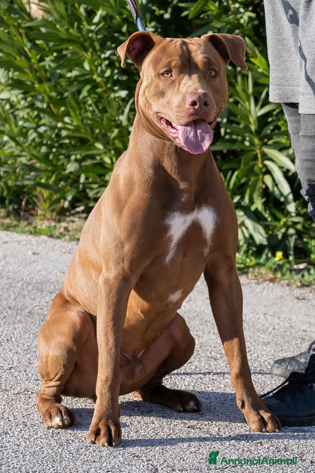 Pitbull cani in regalo: Meraviglioso Red nose - Annuncio 2