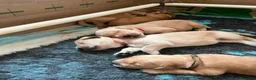 Golden Retriever cani in vendita: Golden Retriever  - Annuncio 8
