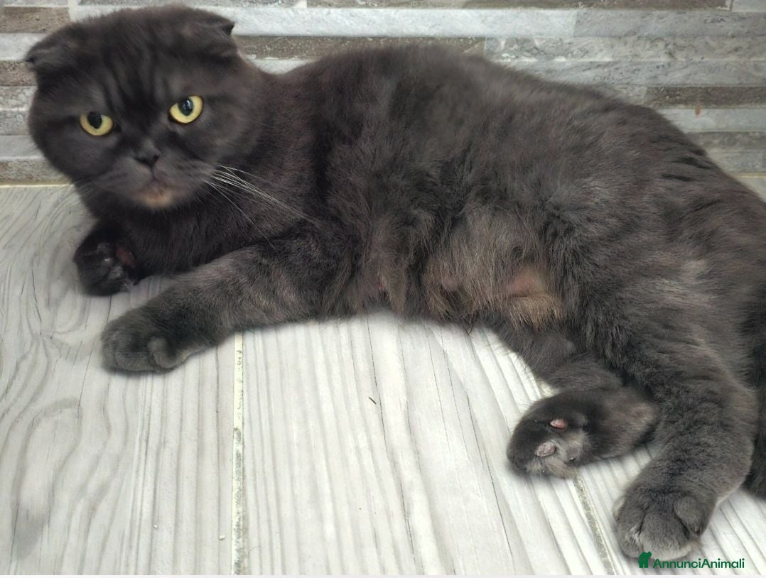 Scottish gatti Vendo due gattini British Scottish prezzo 200euro - Annuncio 1