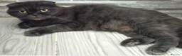 Scottish gatti in vendita: Vendo due gattini British Scottish prezzo 200euro - Annuncio 1