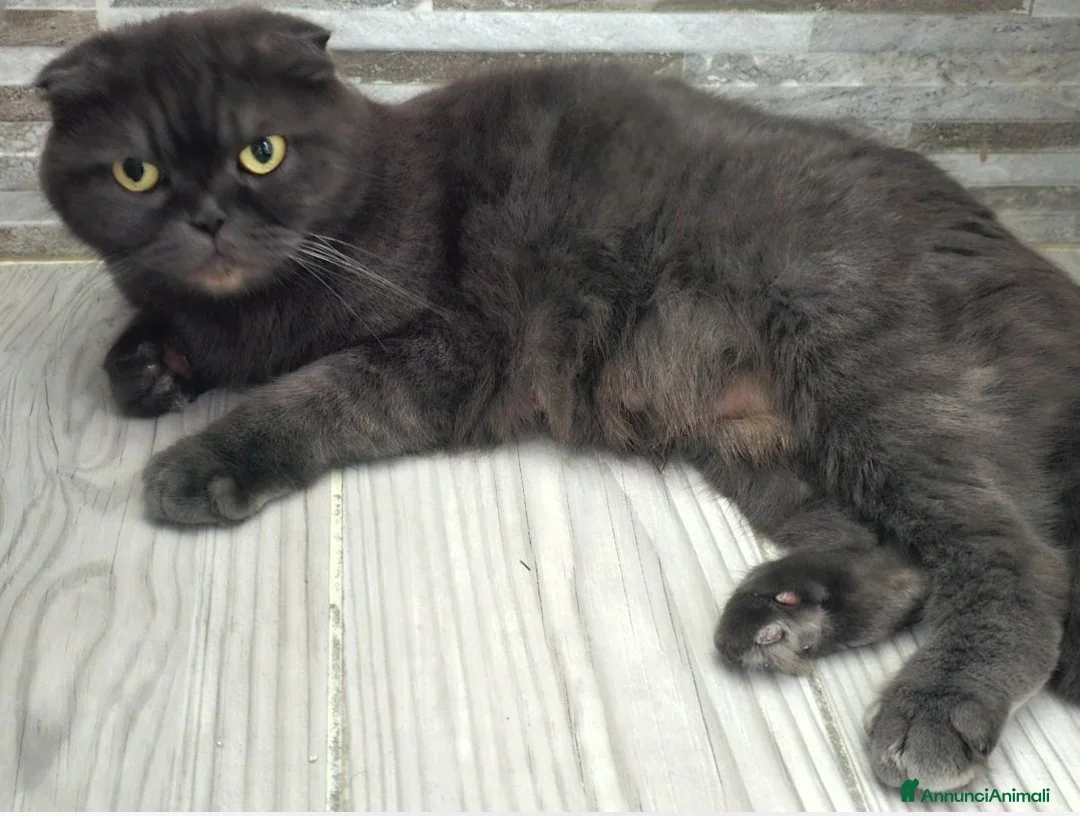 Scottish gatti in vendita: Vendo due gattini British Scottish prezzo 200euro - Annuncio 1