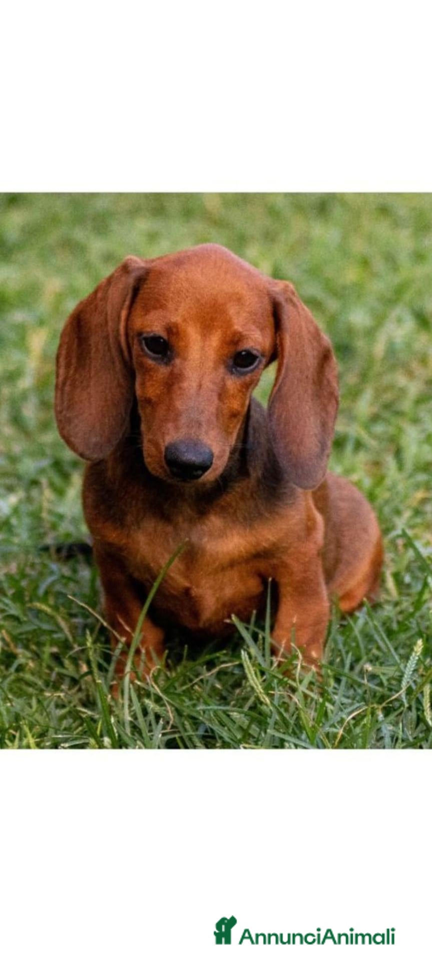 Bassotto cani in vendita: Bassotti  - Annuncio 9