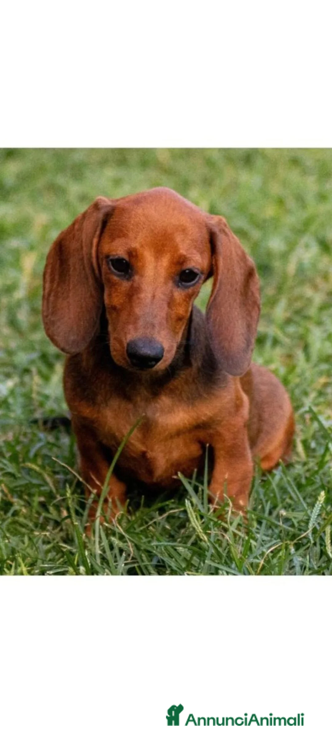 Bassotto cani in vendita: Bassotti  - Annuncio 1