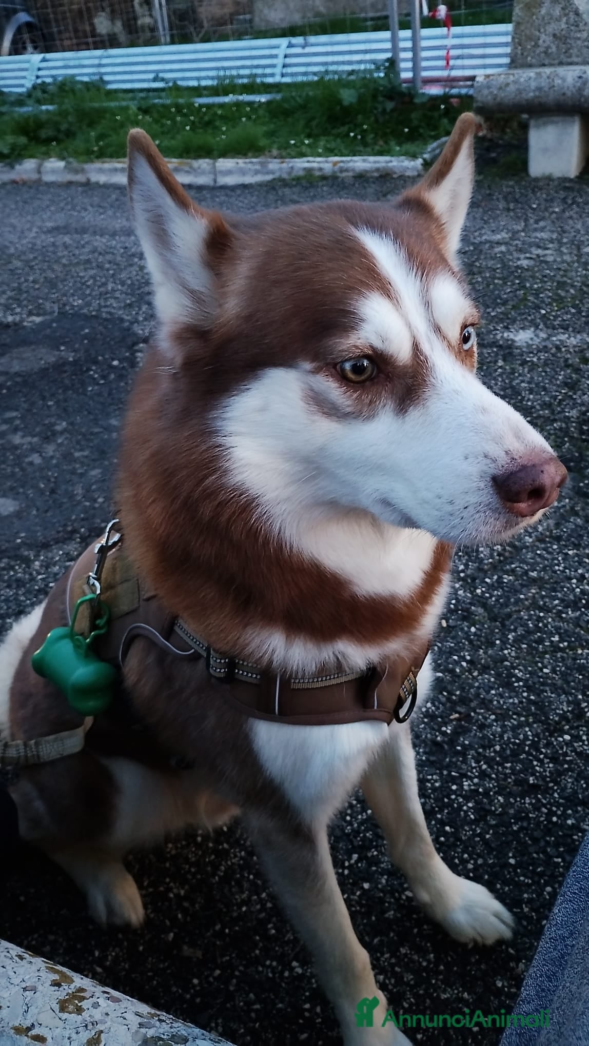Husky cani Balto sta cercando una fidanzata!  - Annuncio 1
