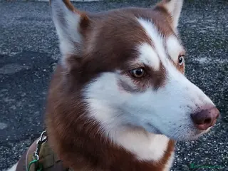 Husky cani Balto sta cercando una fidanzata! - Annuncio 1