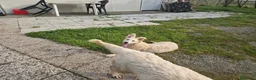 Pastore Svizzero cani in vendita: Ultime 2 cucciole di Pastore Svizzero Bianco - Annuncio 2