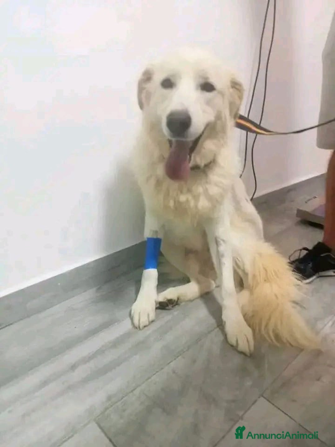 Pastore Maremmano cani in regalo: George Maremmano 3anni mollato in 1terreno.CALABR a Città metropolitana di Milano - Annuncio 5