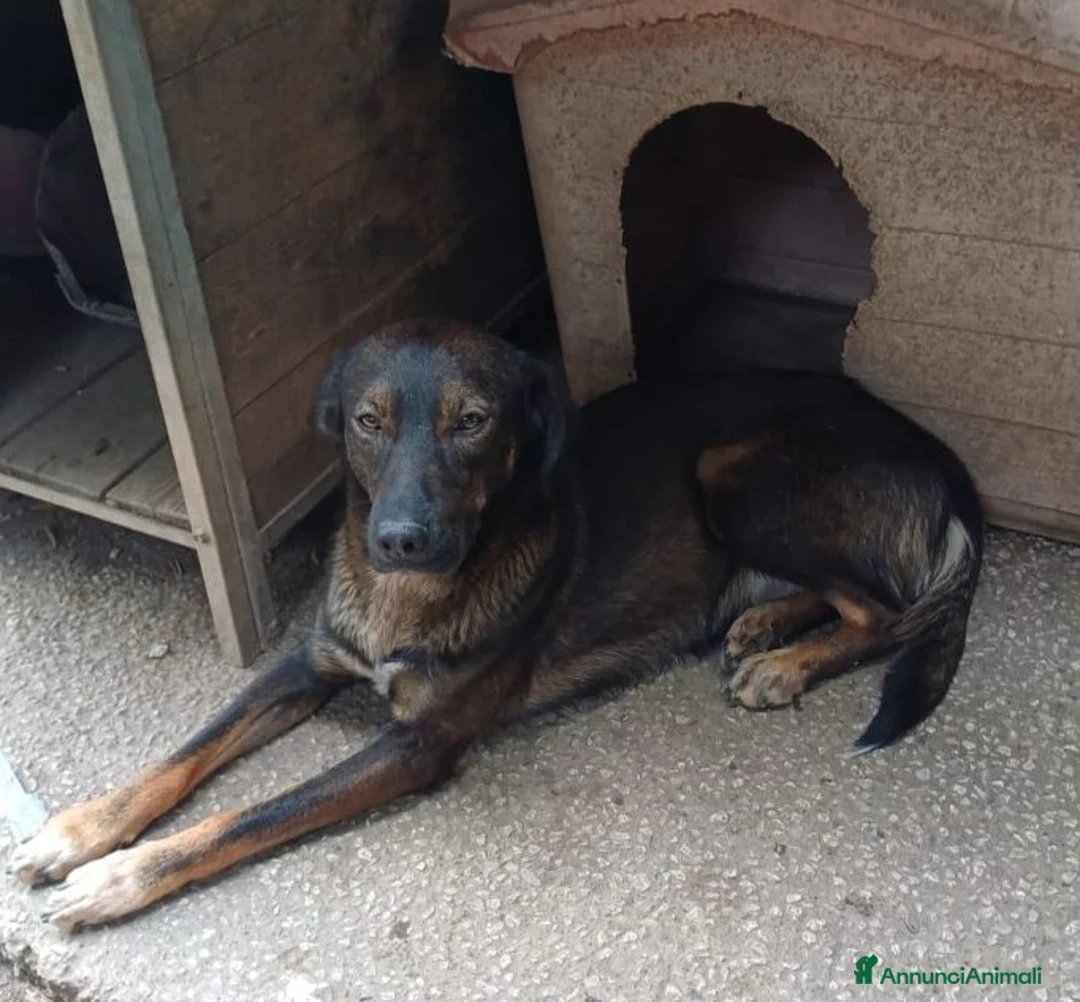 Meticcio cani in regalo: ORAZIO affettuoso e coccolone! 2anni  - Annuncio 5