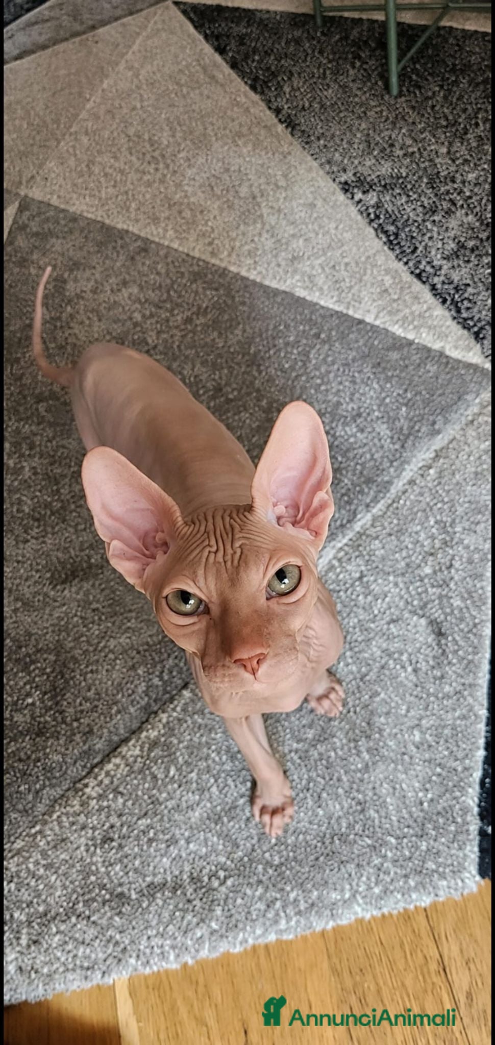 Sphynx gatti Sphynx molto affettuoso  - Annuncio 1