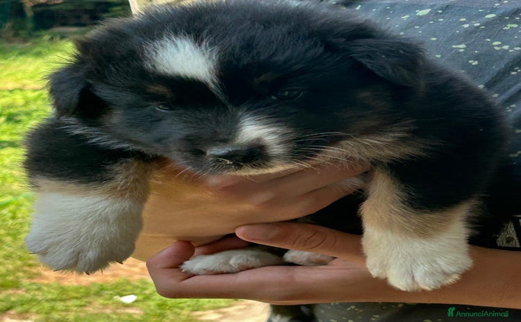 Australian Shepherd cani a Provincia di Padova - Annuncio 1