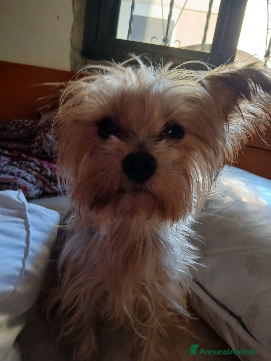 Yorkshire cani in regalo: Splendida Yorkshire - YORKI - Annuncio 3