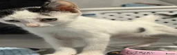 Meticcio gatti in regalo: ❤️ BIA: NON PERMETTIAMO CHE TORNI IN STRADA ❤️ - Annuncio 1
