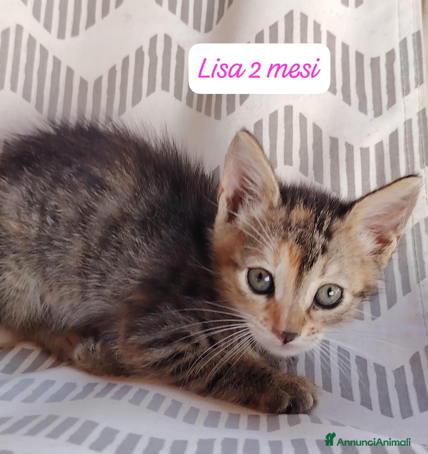 Altre razze gatti in regalo: Urgenti famiglie cercasi per questi gattini - Annuncio 6