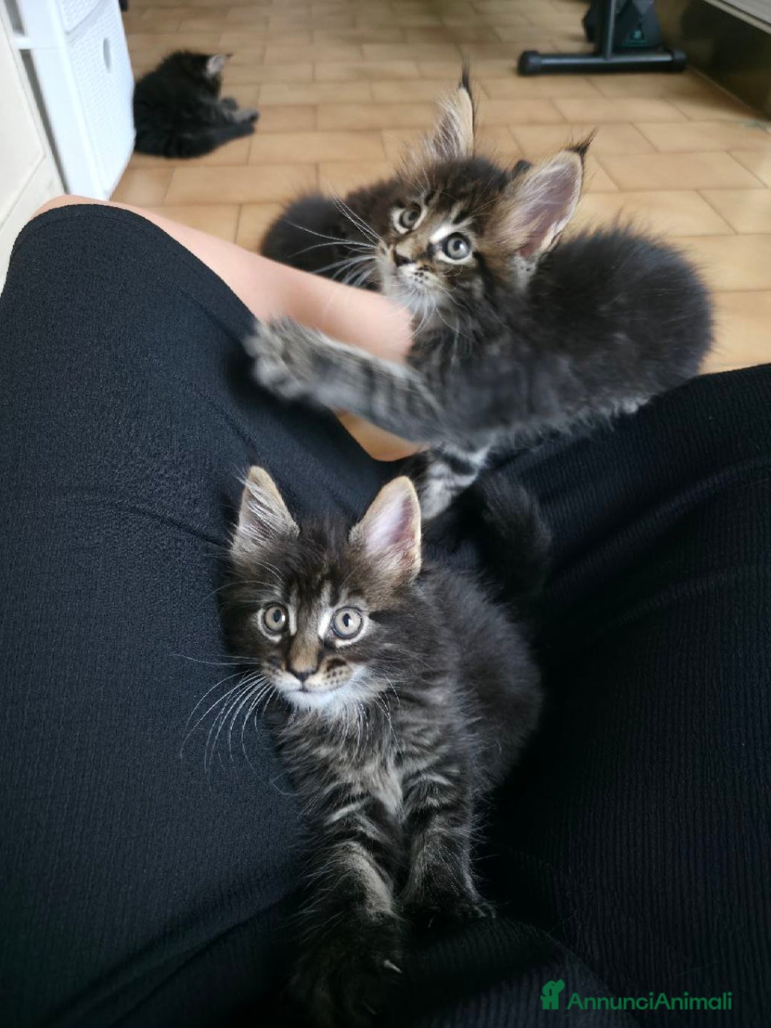 Maine Coon gatti in vendita: Cuccioli Maine Coon a Provincia di Treviso - Immagine 3