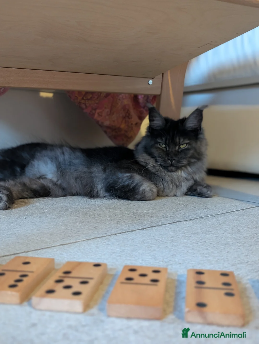Maine Coon gatti in vendita: Maine Coon magnifica femmina  - Annuncio 3