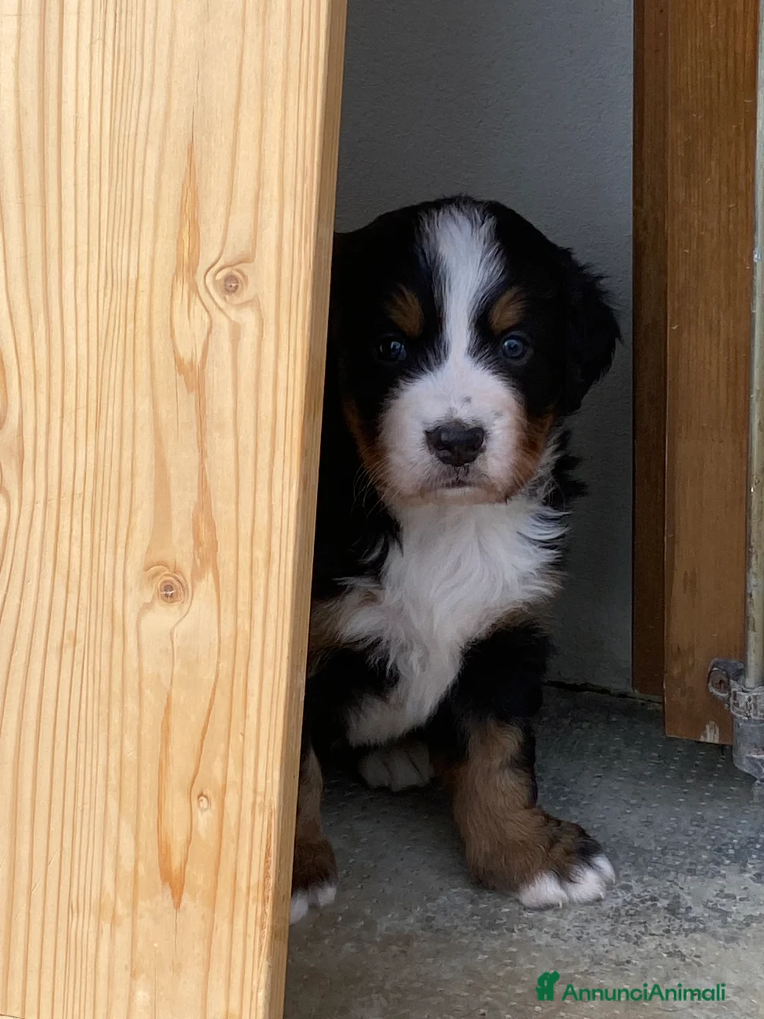 Bovaro del Bernese cani in vendita: Vendo splendidi cuccioli Bovaro del Bernese - Annuncio 3