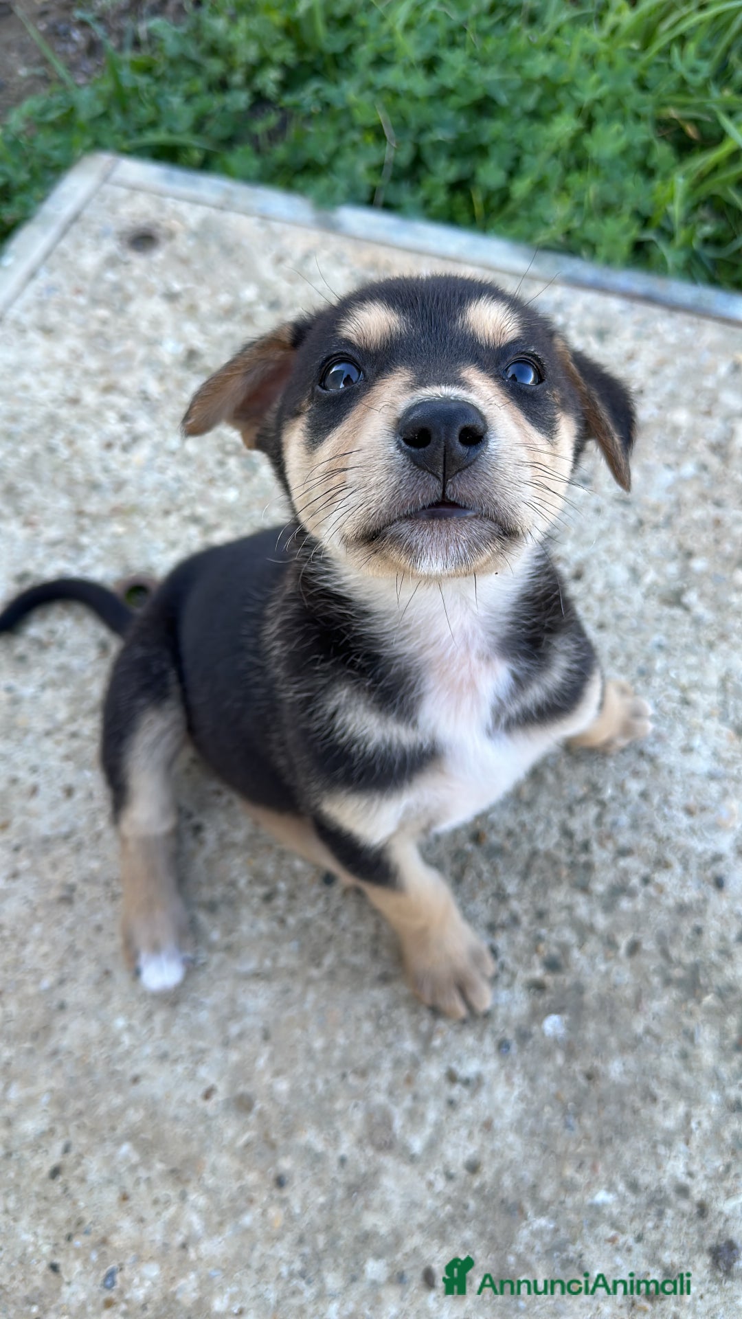 Meticcio cani in regalo: Emy cerca casa - Annuncio 5