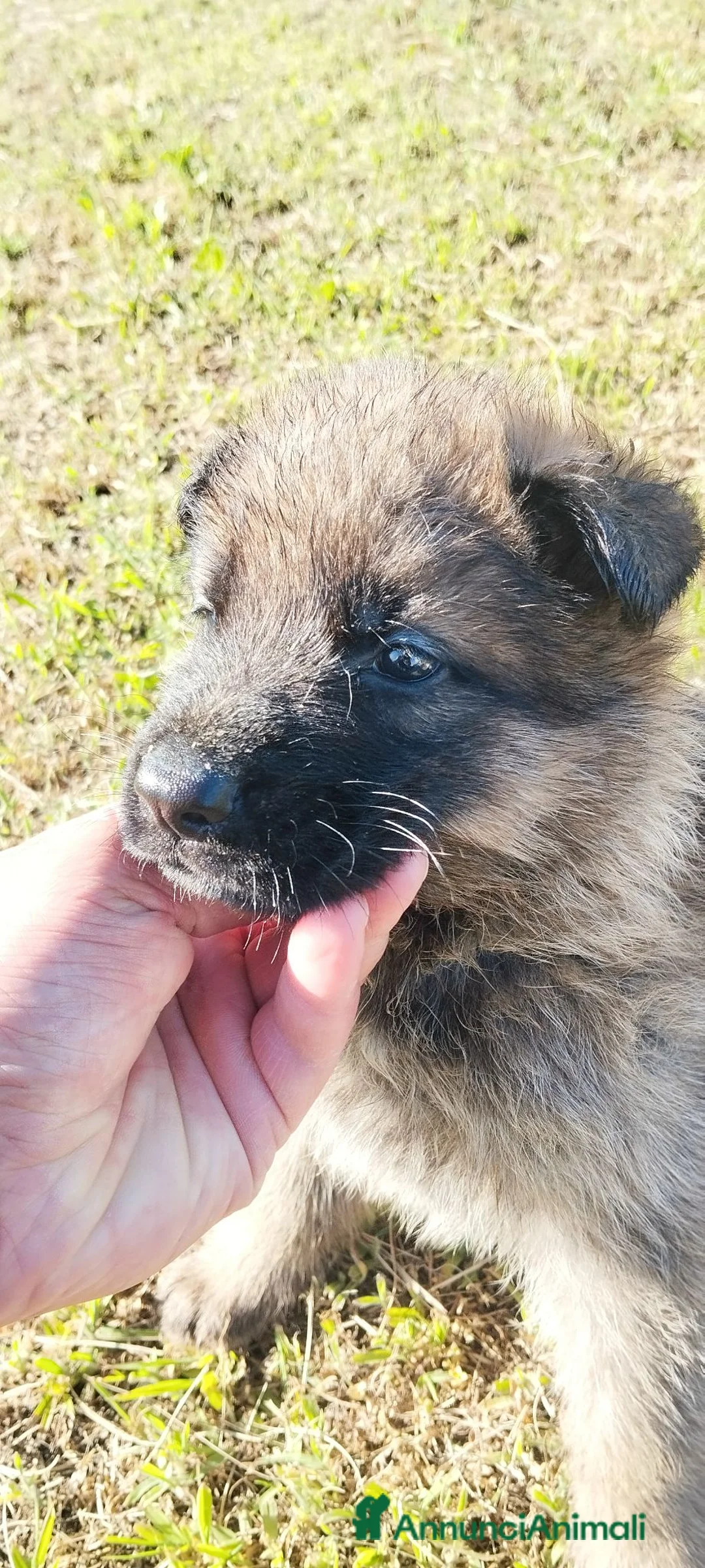 Pastore Tedesco cani in vendita: Pastore tedesco  - Annuncio 9