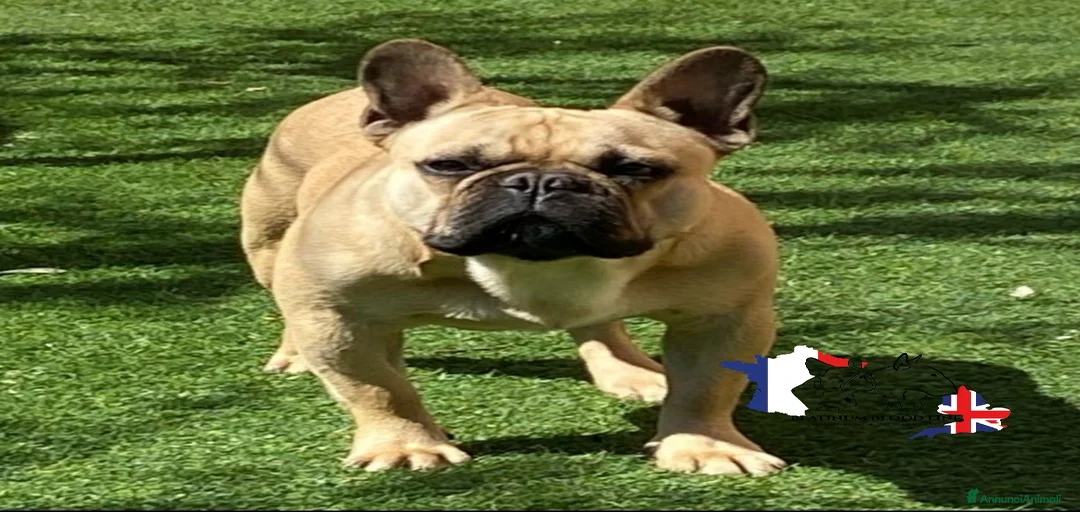 Immagine della galleria {{count}}