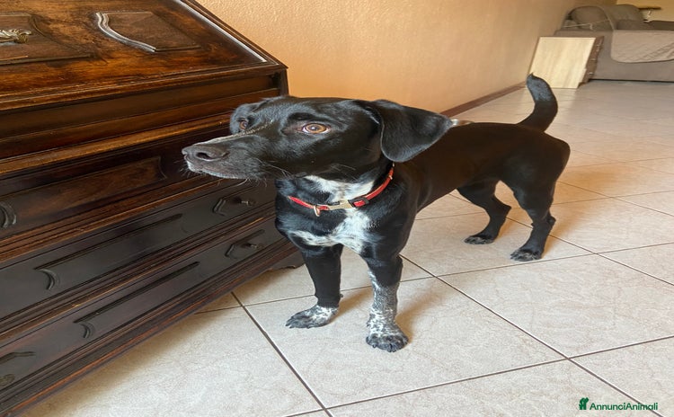 Meticcio cani a Provincia di Como - Annuncio 18