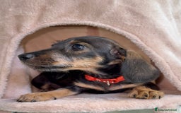Bassotto cani in vendita: Cuccioli maschi bassotto  a Città Metropolitana di Torino - Immagine 2
