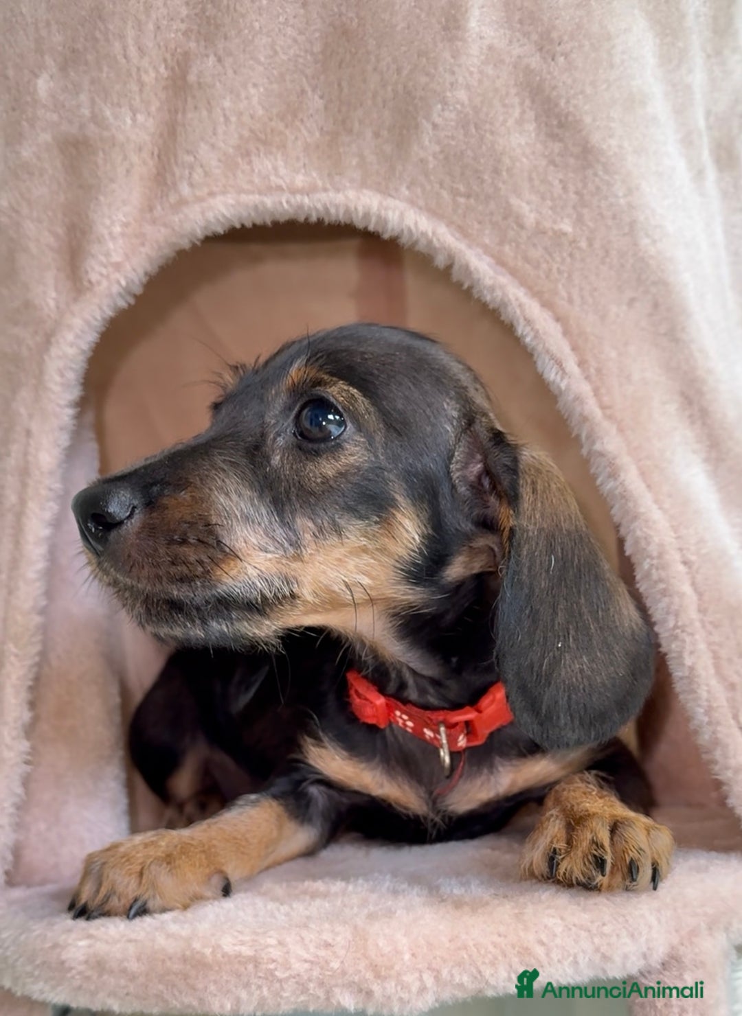 Bassotto cani in vendita: Cuccioli maschi bassotto  a Città Metropolitana di Torino - Immagine 2