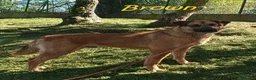 Meticcio cani in regalo: BROWN un bel timidino - Annuncio 1