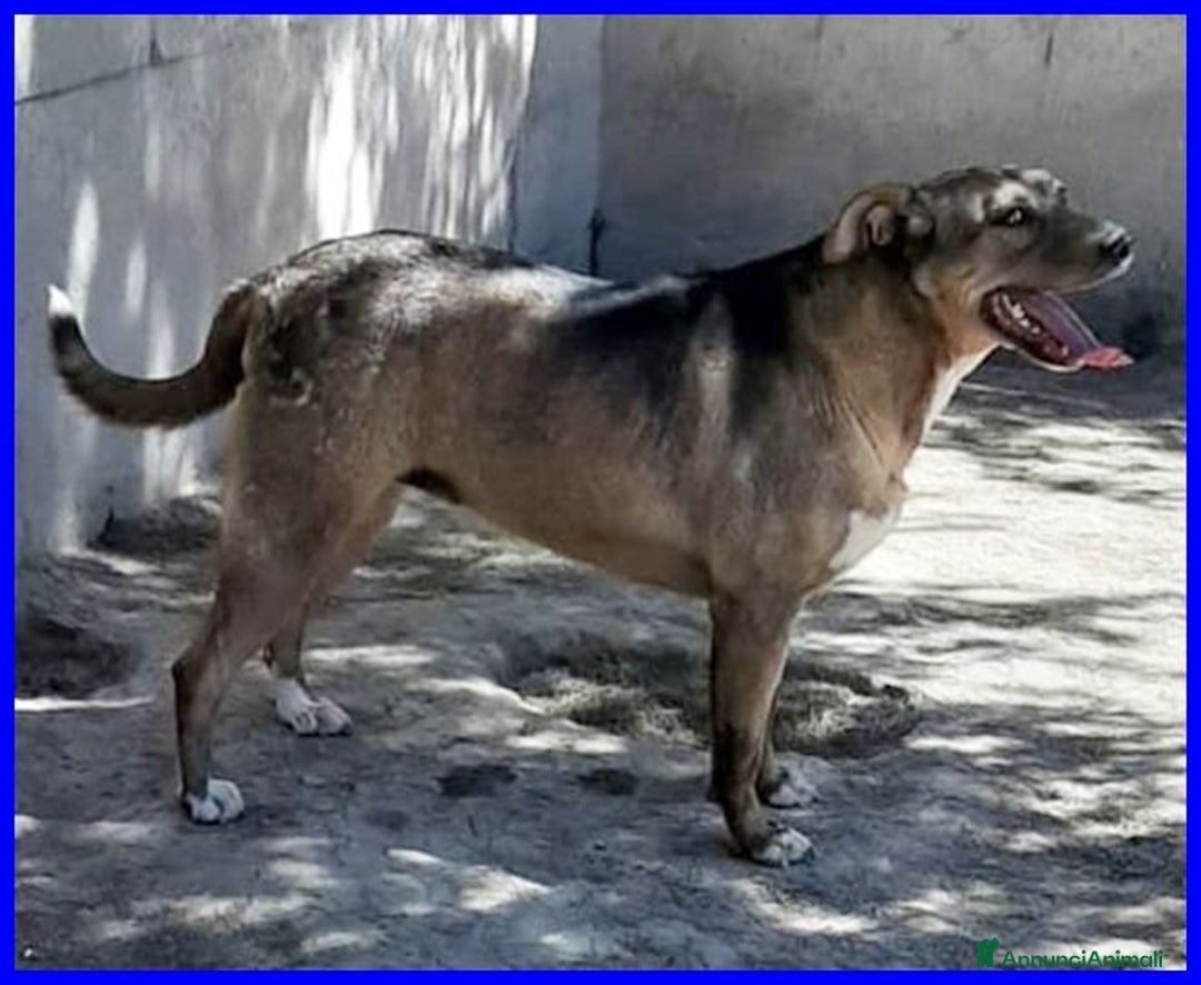 Meticcio cani in regalo: STOCCOLMA 6anni dolce simpatica patatona ! 25kg - Annuncio 2