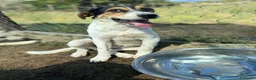 Meticcio cani in regalo: Bloom a Provincia di Padova - Annuncio 2