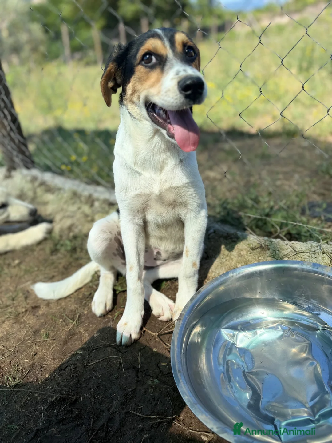 Meticcio cani in regalo: Bloom a Provincia di Padova - Annuncio 2