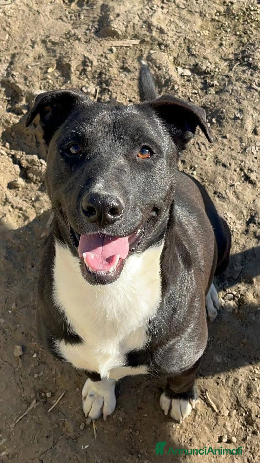 Meticcio cani in regalo: Dylan - Annuncio 1