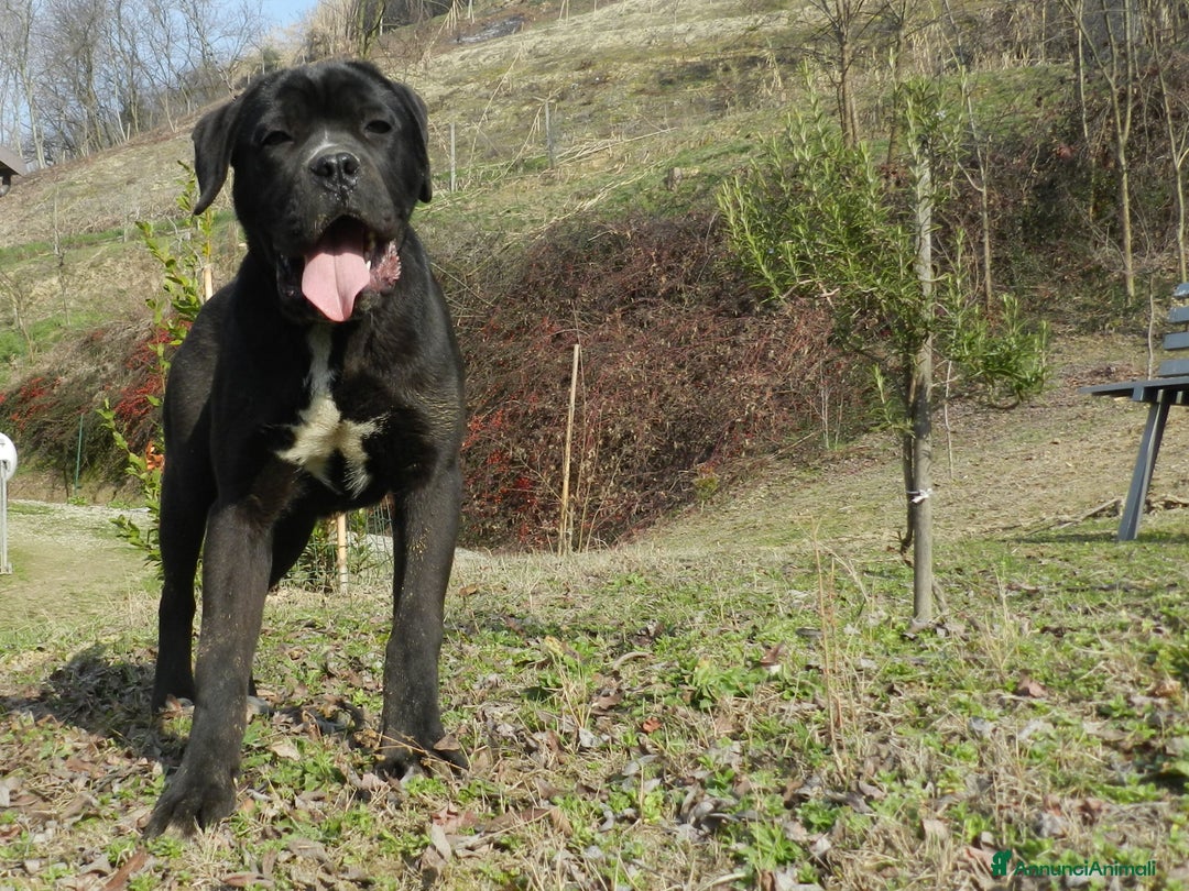 Cane Corso cani in vendita: spettacolari cuccioli di cane corso a Provincia di Cuneo - Immagine 19