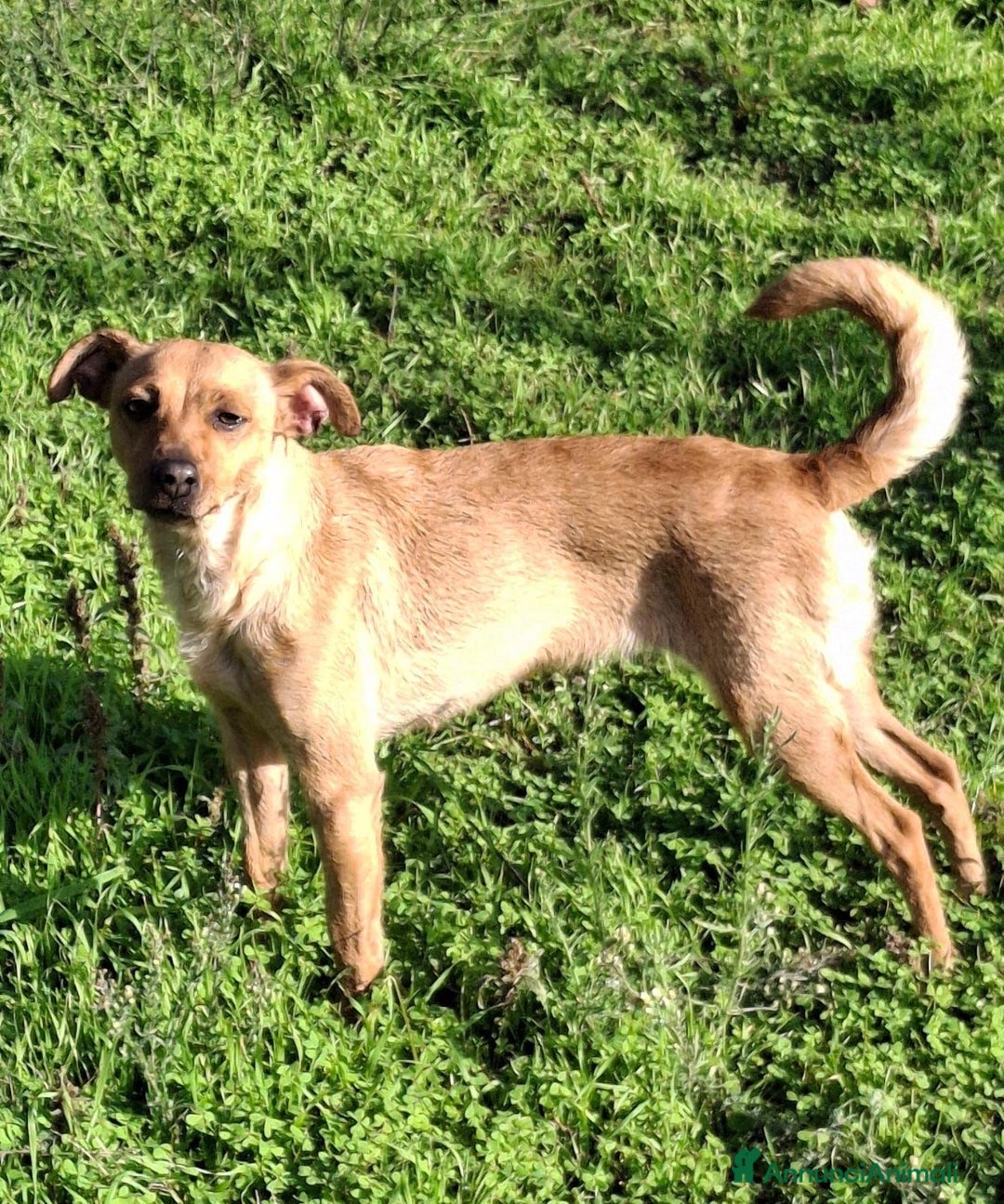 Meticcio cani in regalo: JASMINE 🩷 - una principessa di un anno, cerca 🏡  - Annuncio 4