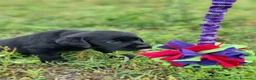 Labrador cani in vendita: cuccioli labrador disponibili - Annuncio 3