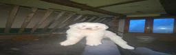 Pastore Abbruzzese Maremmano cani in vendita: Cuccioli di pastore maremmano abruzzese a Provincia di Bergamo - Annuncio 6