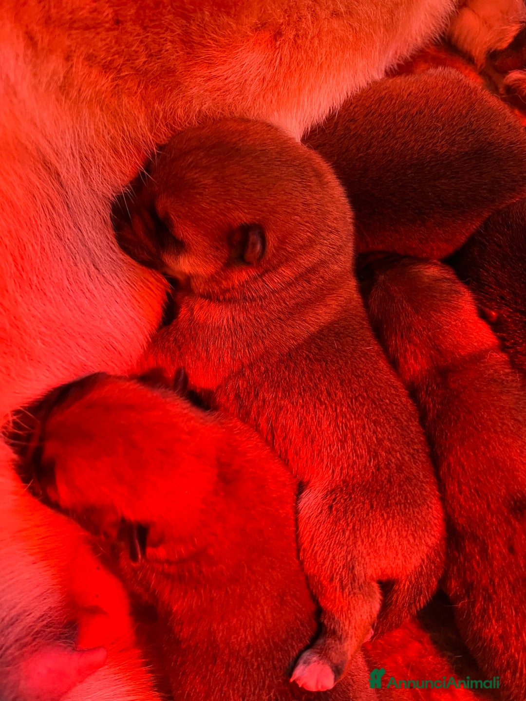 Shiba Inu cani in vendita: Shiba inu cuccioli  - Annuncio 29