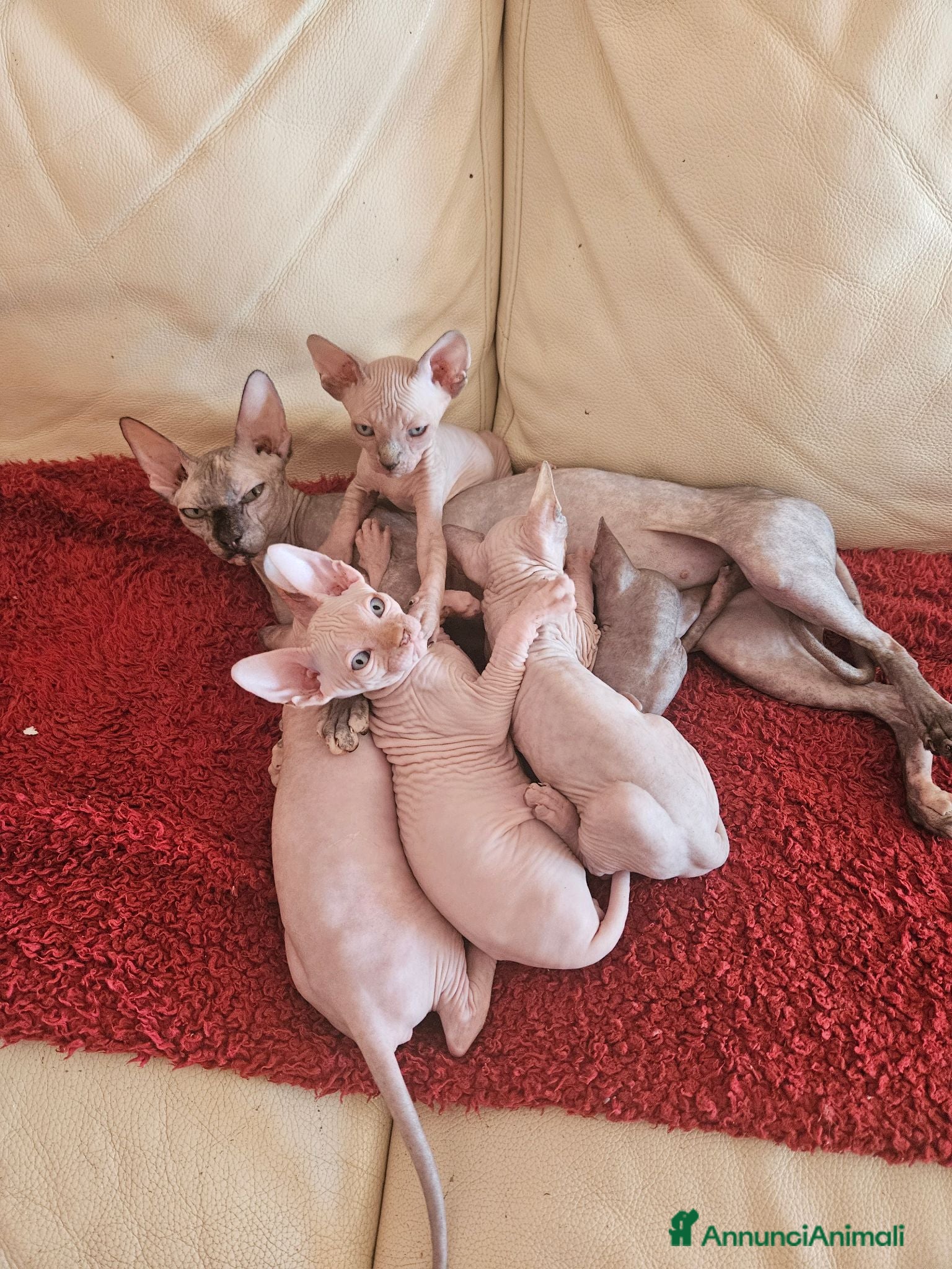 Sphynx gatti Sphynx Canadese  - Annuncio 1