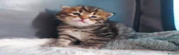 Siberiano gatti in vendita: Cuccioli di gatto Siberiano Certificati  - Annuncio 9