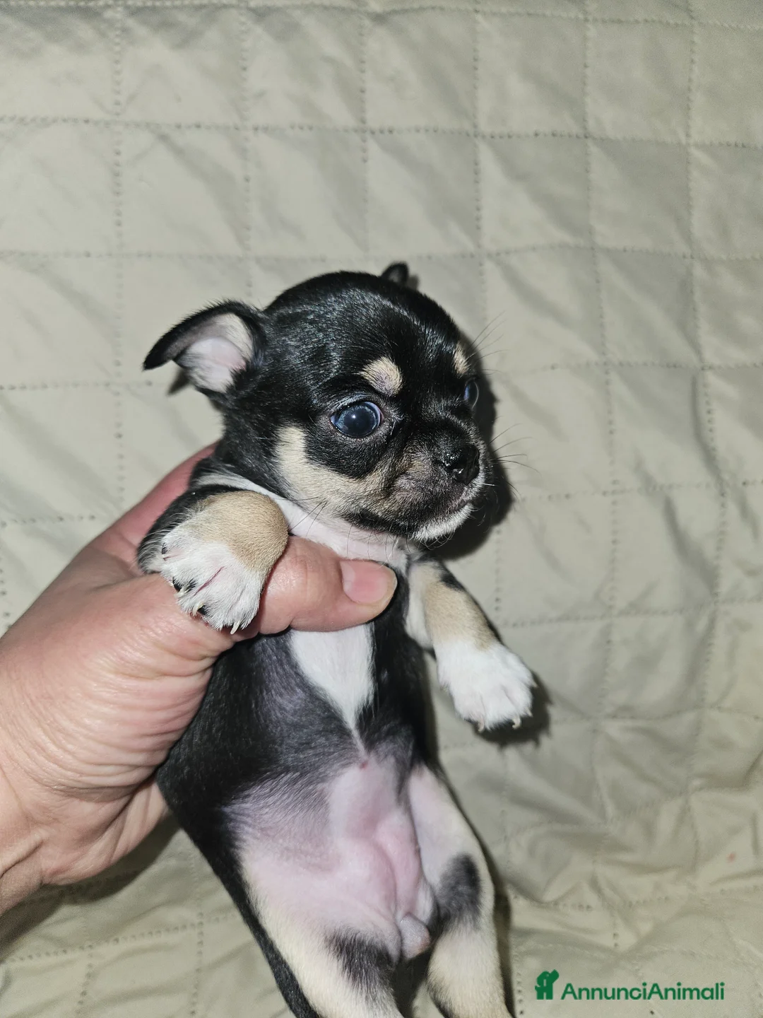 Chihuahua cani in vendita: Chihuahua nana femmina - Annuncio 2