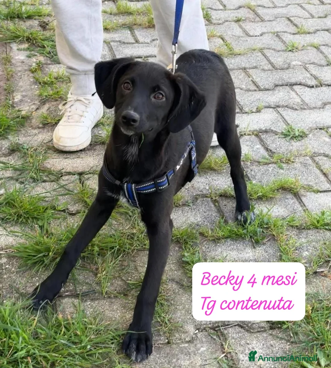 Meticcio cani in regalo: Meticci dimenticati da tutti  a Provincia di Pavia - Annuncio 10