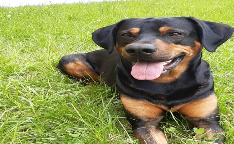 Meticcio cani a Provincia di Como - Annuncio 13