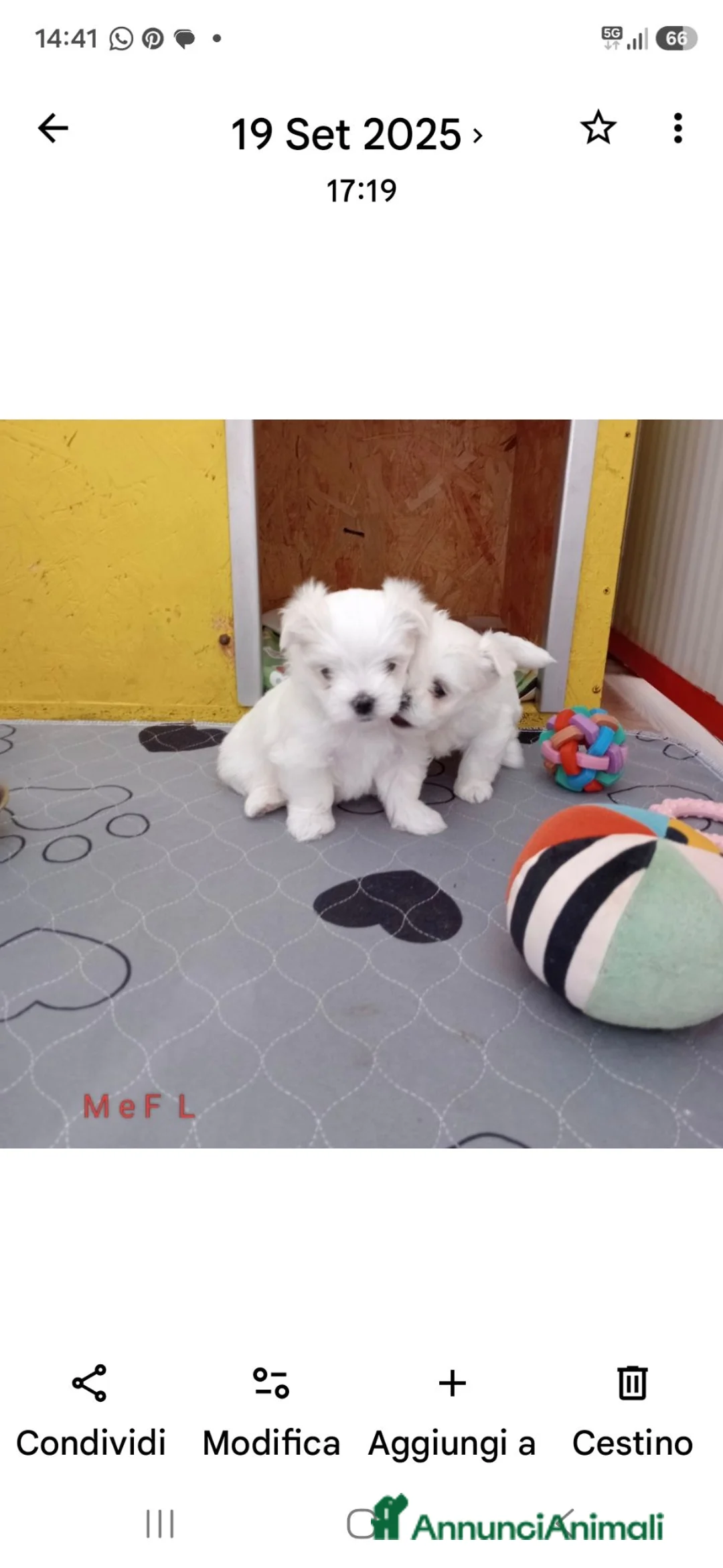 Maltese cani in vendita: Maltese cuccioli  - Annuncio 4