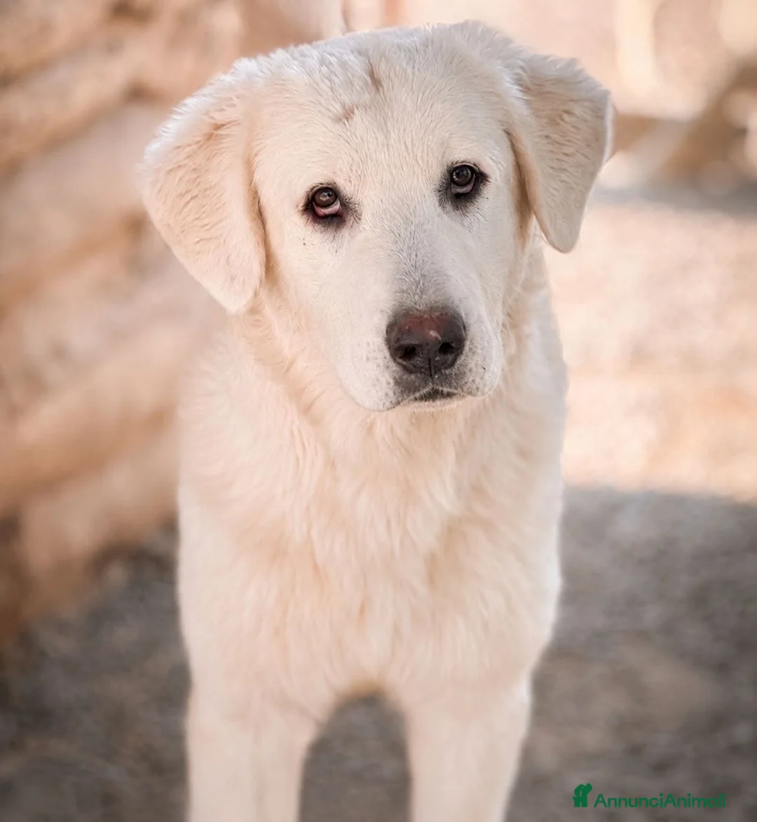 Meticcio cani in regalo: . Ford - Annuncio 1