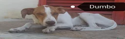 Meticcio cani in regalo: DUMBO altro dimenticato in canile... - Annuncio 1