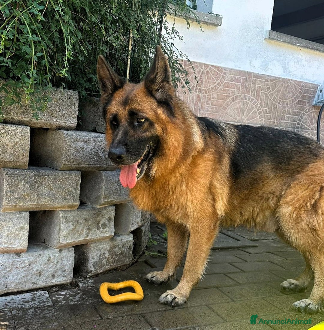 Pastore Tedesco cani in regalo: IBRA PASTORE TEDESCO - Annuncio 3