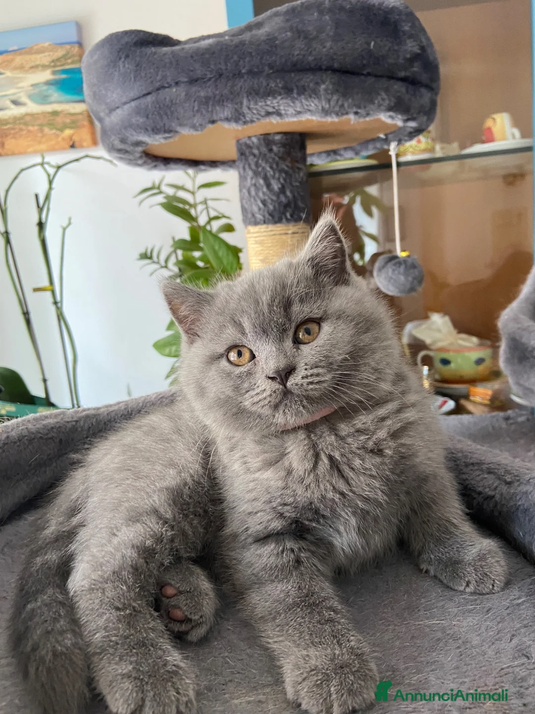 Scottish gatti in vendita: Dolce cucciola Scottish straigth - Annuncio 2